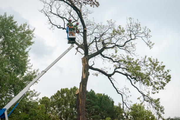 Best Arborist Consultation Services  in West Orange, TX