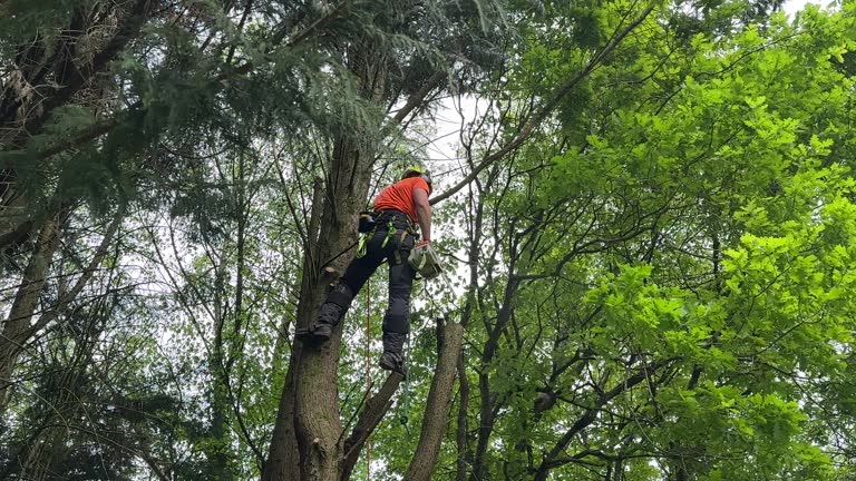 Best Tree Removal  in West Orange, TX