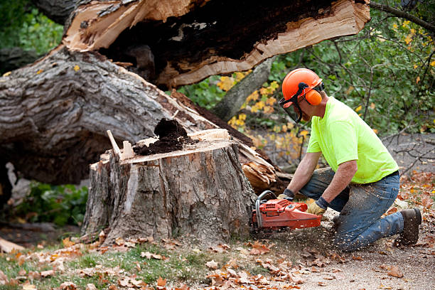 Best Tree Cabling and Bracing  in West Orange, TX