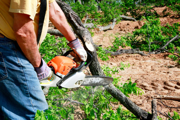 West Orange, TX Tree Services Company